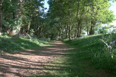 Blairgowrie Path Network: Bluebell Woods (Darroch Woods)
